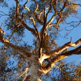 Eucalyptus oil (narrow peppermint) Botanical name: Eucalyptus radiata