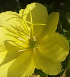 Evening primrose oil Botanical name: Oenothera biennis