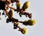 Frankincense oil Botanical name: Boswellia serrata