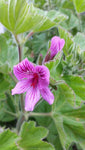 Geranium oil (rose) Botanical name: Pelargonium graveolens