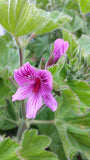 Geranium oil (rose) Botanical name: Pelargonium graveolens