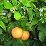 Grapefruit oil (rose) Botanical name: Citrus paradisi