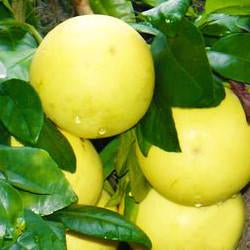 Grapefruit (white) Botanical name: Citrus paradisi