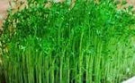 LENTILS, GREEN - Lens - Conventional Untreated - Microgreens