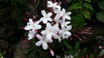 Jasmine blend Botanical name: Jasminum officinale