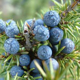 Juniper berry oil Botanical name: Juniperus communis