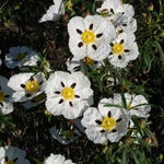 Labdanum oil (cistus, rockrose) Botanical name: Cistus ladaniferus