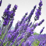 Lavender oil Botanical name: Lavendula augustifolia