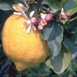 Lemon oil (peel) Botanical name: Citrus limonum