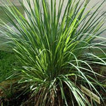 Lemongrass oil Botanical name: Cymbopogon citratus