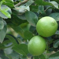 Lime oil Botanical name: Citrus aurantifolia