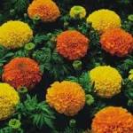 MARIGOLD CRACKERJACK MIX - Untreated Edible Flower Seeds - 5g