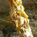 Myrrh oil Botanical name: Commiphora myrrha