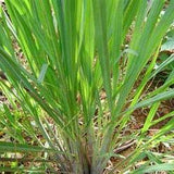 Palmarosa oil Botanical name: Cymbopogon martinii