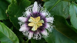 Passion fruit seed oil Botanical name: Passiflora edulis