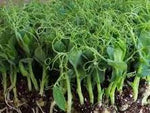 Green peas -   Hierloom Seeds Untreated - For Microgreens