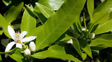 Petitgrain oil Botanical name: Citrus aurantifolia