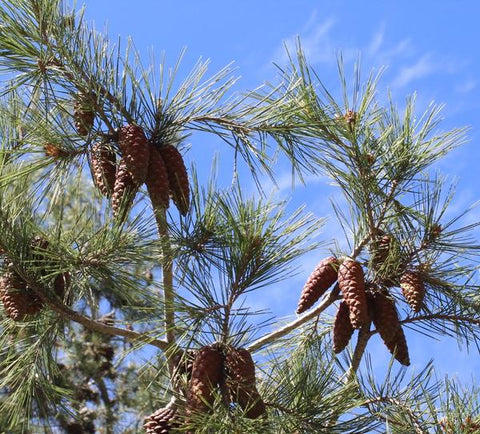 Pine oil (needle) Botanical name: Pinus sylvestris