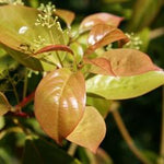 Ravintsara oil Botanical name: Cinnamomun Camphora sp.