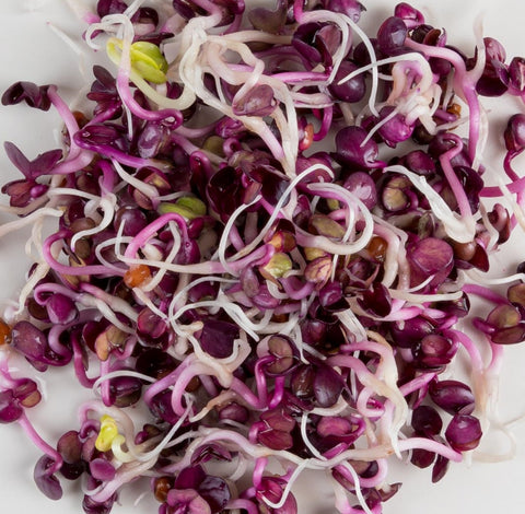 Radish Vulcano -Sprouting Seeds