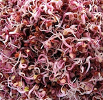 Red Cabbage - Natural & Untreated - Sprouting Seeds