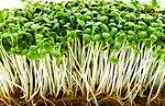 RED CLOVER SEEDS - Trifolium Pratense -  Heirloom Natural & Untreated - Microgreens