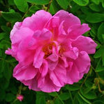 Rose oil blend Botanical name: Rosa damascena