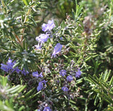 Rosemary oil Botanical name: Rosmarinus officinalis