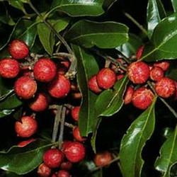 Rosewood oil Botanical name: Aniba rosaeodora