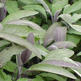 Sage oil Botanical name: Salvia officinalis