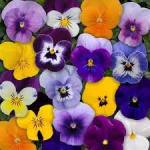 VIOLA SORBET MIX  -  Untreated  Edible flowers - 50 seeds