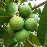 Tamanu oil Botanical name: Calophyllum inophyllum