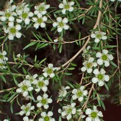 Tea tree oil, lemon Botanical name: Leptospermum petersonii