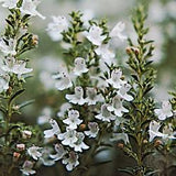 Thyme oil (white) Botanical name: Thymus vulgaris