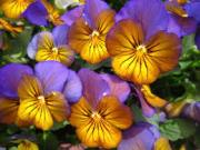 VIOLA SORBET MORPHO XP-  Untreated Edible flowers - 50 seeds