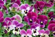 VIOLA SORBET RASPBERRY -  Seeds Untreated  Edible flowers - 50 seeds
