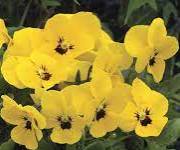 VIOLA SORBET YELLOW BLOTCH - Seeds Untreated Edible flowers - 50 seeds