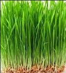WHEATGRASS SEEDS - Microgreen Seeds - GMO - Conventional Triticum Aestivum -  Untreated - Microgreens