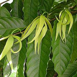 Ylang-ylang oil (complete) Botanical name: Cananga odorata