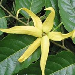 Ylang-ylang oil (top grade 1) Botanical name: Cananga odorata